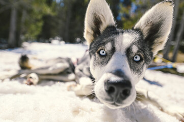 The sleds pulled by dogs in the snowy landscape of Grau Roig, Encamp, Andorra © martinscphoto