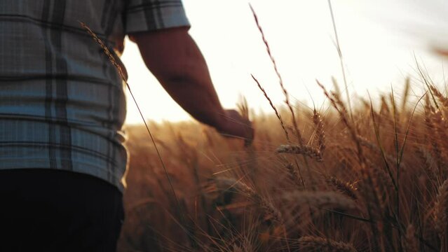 Golden wheat field. Senior farmer walking his land a golden field full of wheat harvest on a sunset. Male hand of the farmer touching of the golden wheat while he walking his field towards the sun.