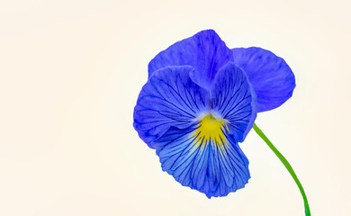 Blue petunia flower,white background