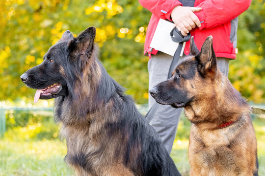 Two large shepherd dogs near their owner on a leash