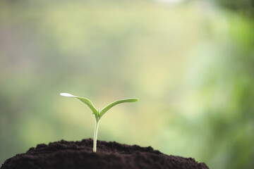 Young green plants growing in the morning