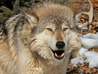 Close up of timber wolf,head shot