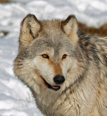 Portrait of timber wolf,close up