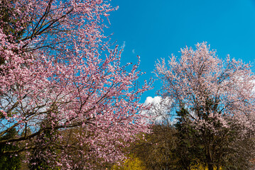 cherry tree blooming outdoor in April
