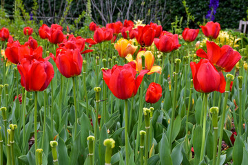Fototapeta premium Field Of Red & Yellow Tulips
