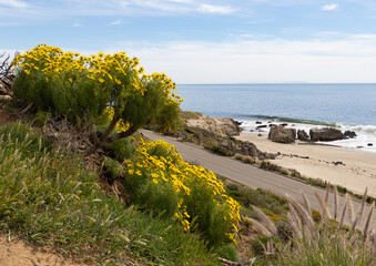 Yellow flowers bloom along the coast in Malibu