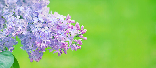Beautiful violet Lilac flowers close up on abstract green natural background. floral spring season concept. Copy space.