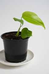 a young sprout of a monstera flower with small leaves in a black pot on a white background. houseplants for the house.