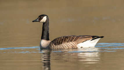 Canada goose (Branta canadensis) portrait, swimming on a lake with a blurred background.