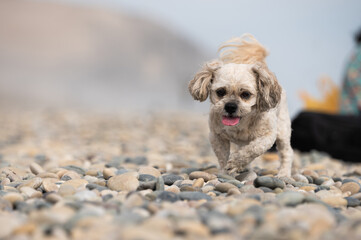 Shih Tzu dog outdoor portrait walking on beach