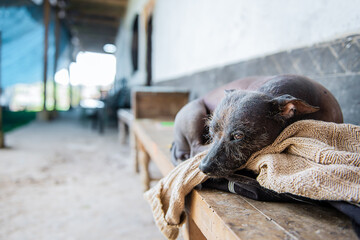 peruvian hairless dog resting, copy space.