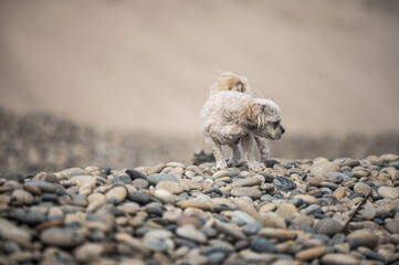 Shih Tzu dog outdoor portrait walking on beach