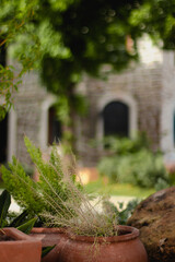 house with plants in pots