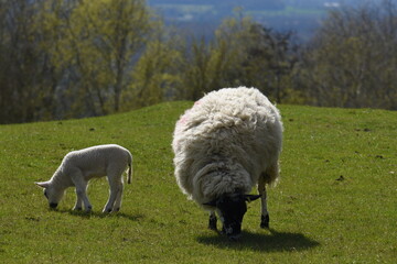 Fototapeta premium lambs in a field