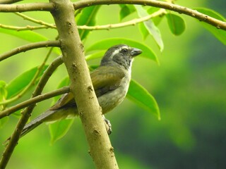 Trinca Ferro 