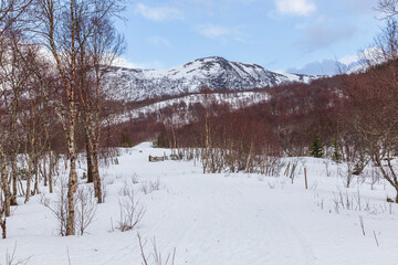 Fototapeta na wymiar Forest and snow at Hadsel. Vesteralen Islands Norway