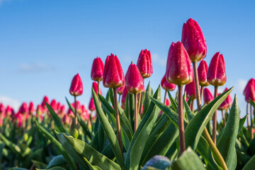 Fototapeta premium Różowe tulipany na polach, wiosenne kwiaty w tle piękne błękitne niebo.