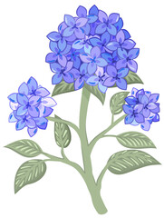 Vector soft illustration of branch of blue hydrangea isolated on white background.