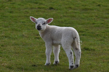 Fototapeta premium lambs in a field