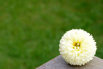 yellow full flower on rustic wood with blurry green background with copy space