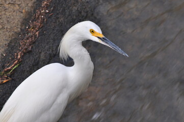 Snowy Egret posing to photo