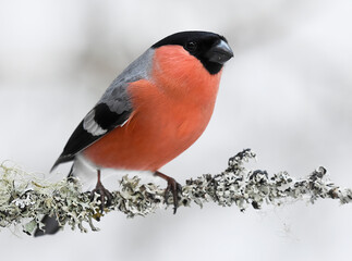 Eurasian bullfinch  (Pyrrhula pyrrhula) male sitting on a branch in winter.