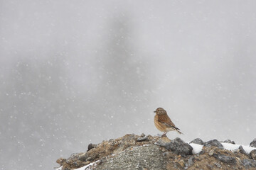 Common linnet (Linaria cannabina) standin in heavy snowfall in winter.