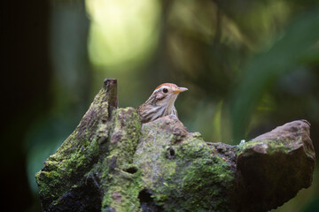 Puff - throated Babbler