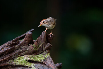 Puff - throated Babbler