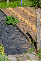 Récolte de pomme de terre au potager familial - rang de pomme de terre séchant au  soleil sur la...