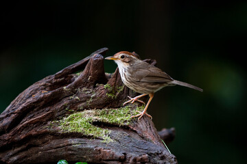 Puff - throated Babbler