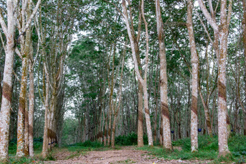 trees in the forest