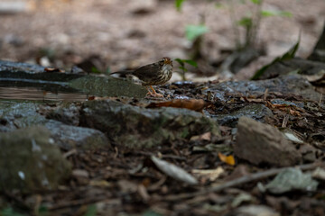 Puff- throated Babbler