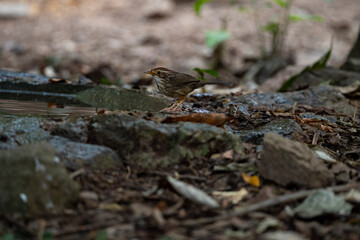 Puff - throated Babbler