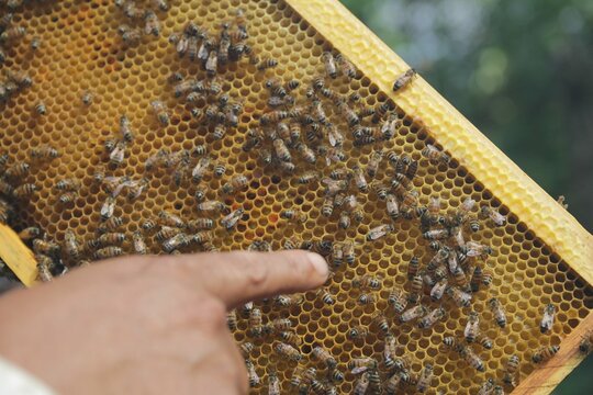Honeycomb full of bees