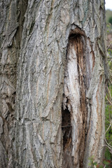bark of a tree