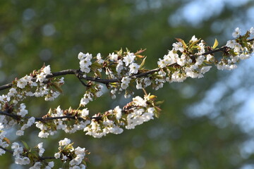 tree blossom