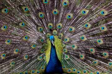 Obraz premium Pavão