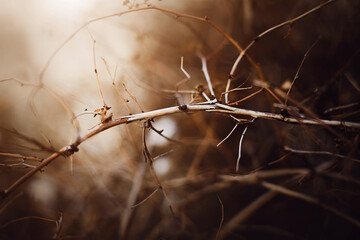Thin old broken branches of a bush in the dark autumn time in the forest. Nature in October.