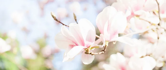 Rolgordijnen Closeup natural background of soft pink magnolia flowesr at blossom. © prystai