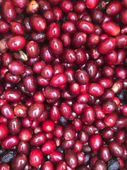 Fresh coffee cherries - Coffee Farm