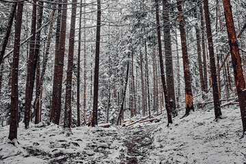 Fototapeta premium Tree trunks in the forest. Winter landscape in the Carpathians