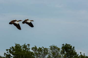 Egyptian goose in Aiguamolls De L Emporda Nature Reserve, Spain