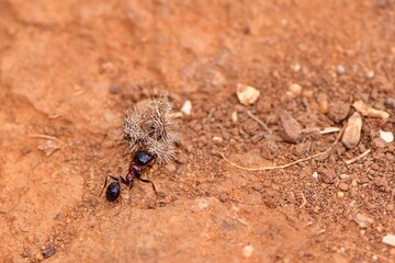 Mrówka żniwiarka (Messor sp.), niosąca do gniazda nasiona jakiejś rośliny