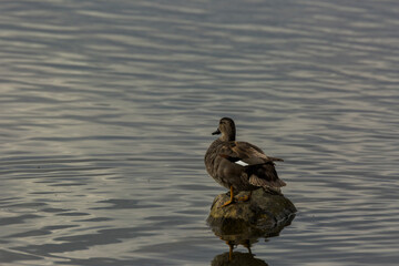 Mallard in spring in Aiguamolls De L Emporda Nature Park, Spain