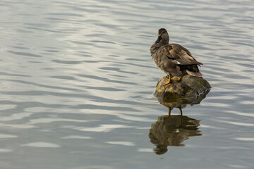 Mallard in spring in Aiguamolls De L Emporda Nature Park, Spain