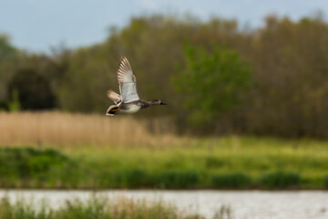 Mallard in spring in Aiguamolls De L Emporda Nature Park, Spain
