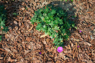 Fresh green leaves with beautiful pink flowers in a sunlight. Top view. Natural planting background with a free space for text in the left side of the picture