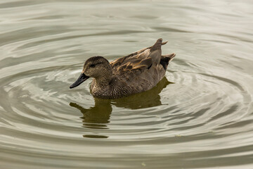 Mallard in spring in Aiguamolls De L Emporda Nature Park, Spain
