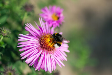 Big bumblebee pollinates a beautiful bright pink flower in a green garden. Natural flower background with a free space for text in the right side of the picture. Macro nature